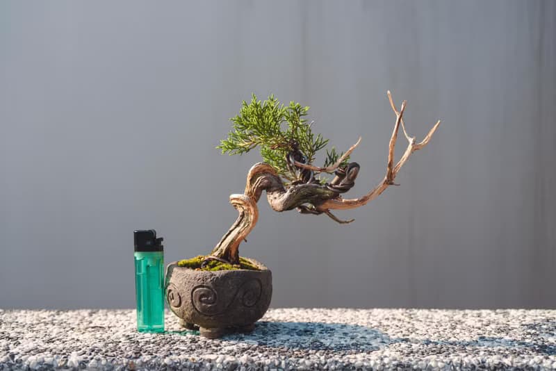 日系盆栽品種 糸魚川真柏盆栽 細魚川造型小盆栽 幹身造型多變