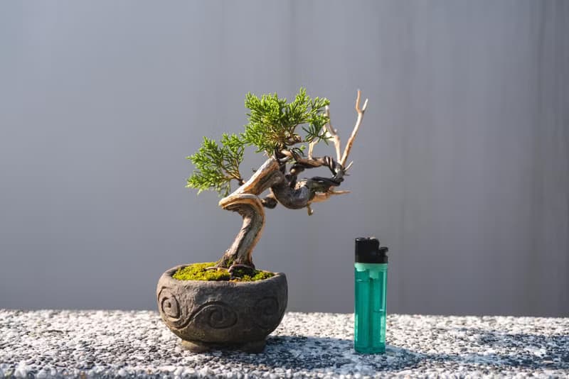日系盆栽品種 糸魚川真柏盆栽 細魚川造型小盆栽 幹身造型多變