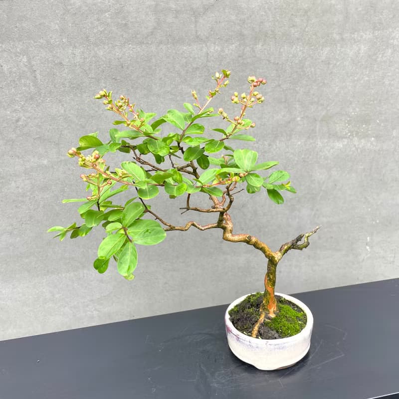 小品盆栽-紫薇  盆景 送禮