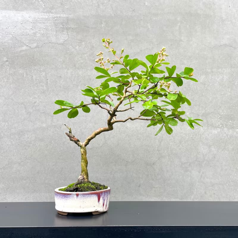小品盆栽-紫薇  盆景 送禮