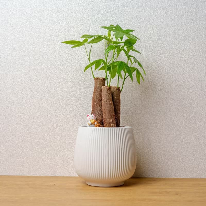 馬拉巴栗 線條圓陶盆白色 桌上型盆栽 開幕送禮 喬遷禮物 植栽
