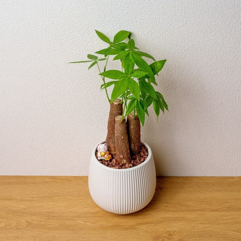馬拉巴栗 線條圓陶盆白色 桌上型盆栽 開幕送禮 喬遷禮物 植栽