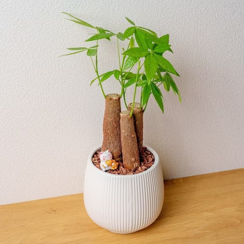 馬拉巴栗 線條圓陶盆白色 桌上型盆栽 開幕送禮 喬遷禮物 植栽