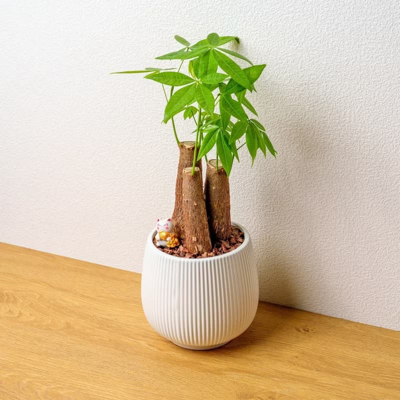 馬拉巴栗 線條圓陶盆白色 桌上型盆栽 開幕送禮 喬遷禮物 植栽