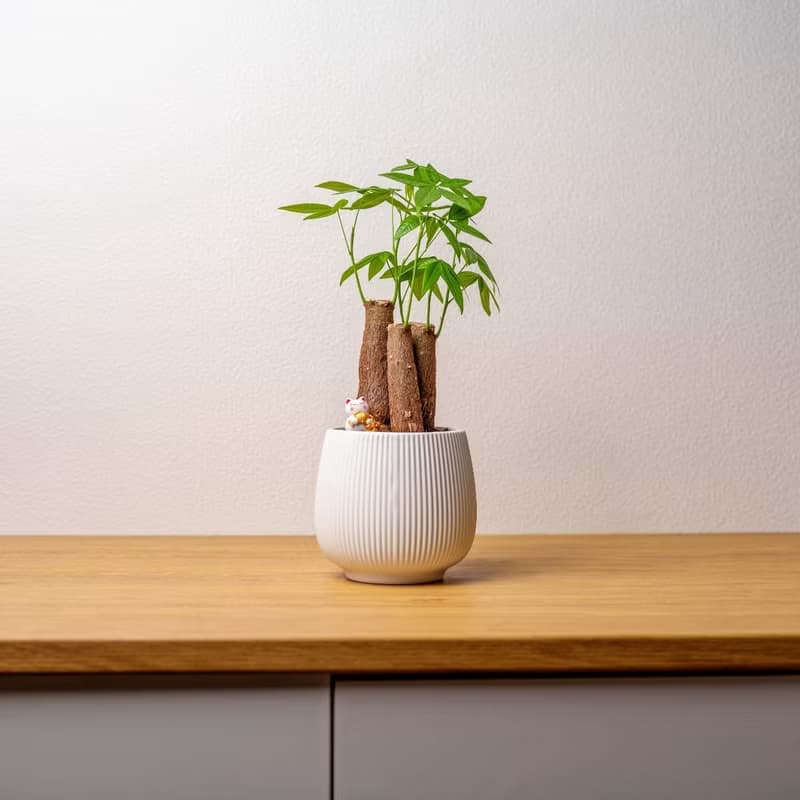 馬拉巴栗 線條圓陶盆白色 桌上型盆栽 開幕送禮 喬遷禮物 植栽