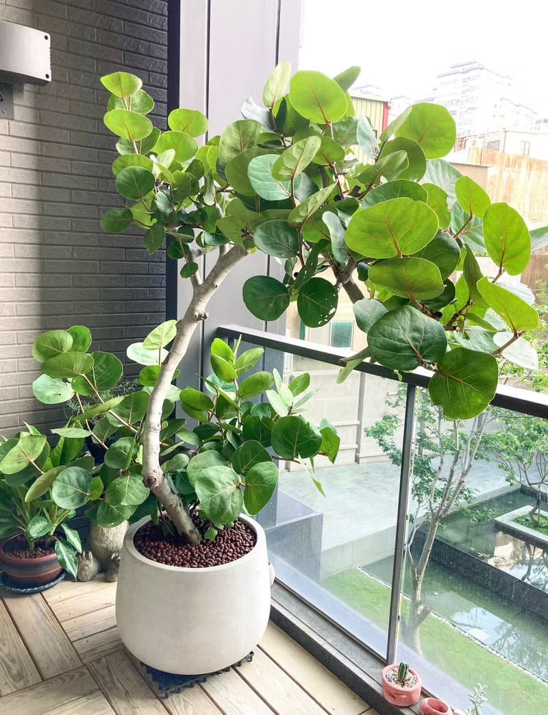 【陽台大型植栽】自由之心 • 海葡萄樹 |XL 超粗幹 | 水磨石甕盆