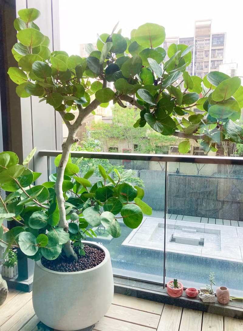 【陽台大型植栽】自由之心 • 海葡萄樹 |XL 超粗幹 | 水磨石甕盆