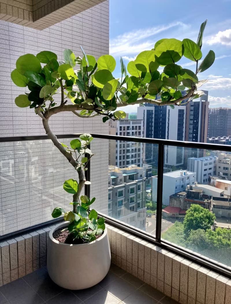 【陽台大型植栽】自由之心 • 海葡萄樹 |XL 超粗幹 | 水磨石甕盆