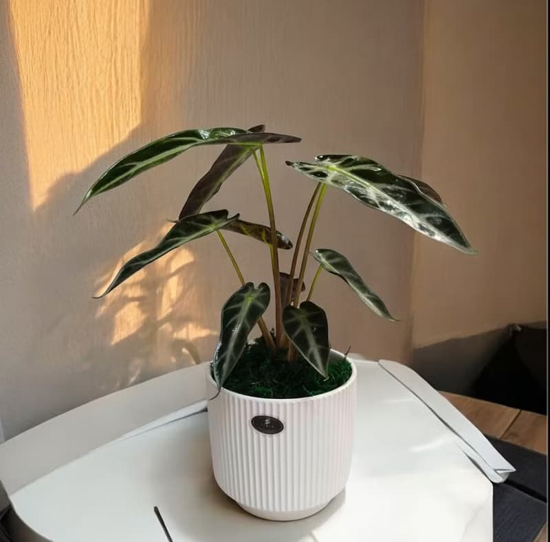 【簡約質感】觀音蓮桌上型盆栽 送禮自用擺設