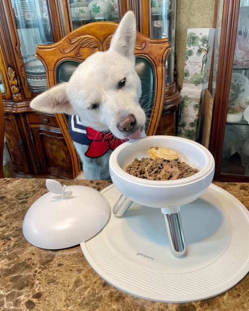 毛寶寶們的西餐般享受。蘋果高腳水碗食物碗 陶瓷碗含蓋