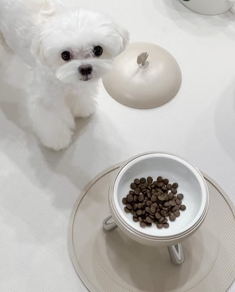 毛寶寶們的西餐般享受。蘋果高腳水碗食物碗 陶瓷碗含蓋