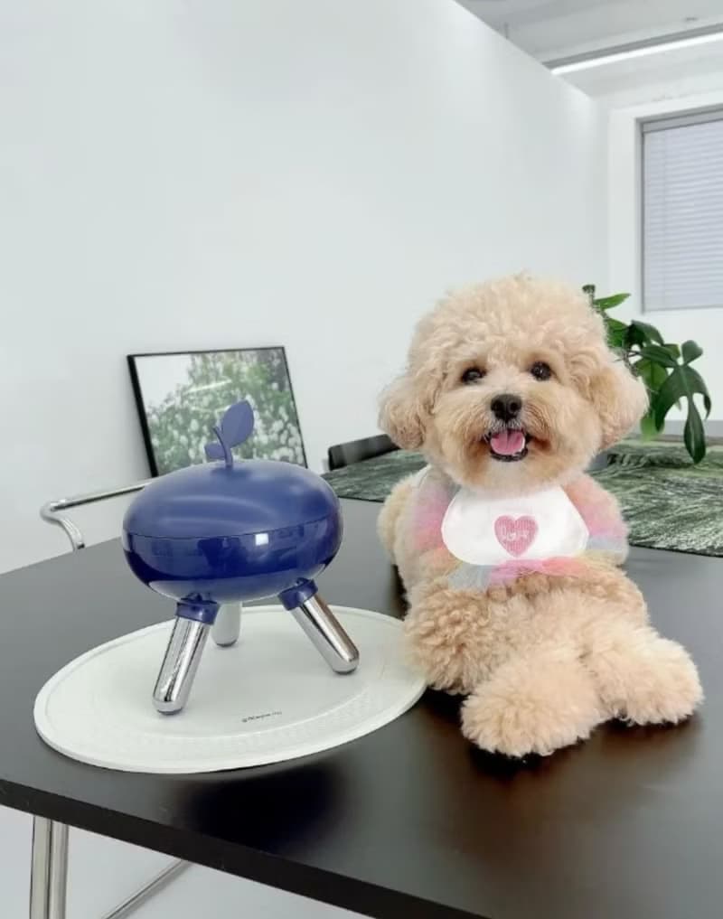 毛寶寶們的西餐般享受。蘋果高腳水碗食物碗 陶瓷碗含蓋