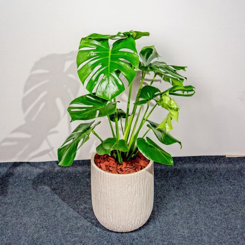龜背芋 奶白色樹紋落地大盆栽 開幕花盆 觀葉植物 居家裝飾