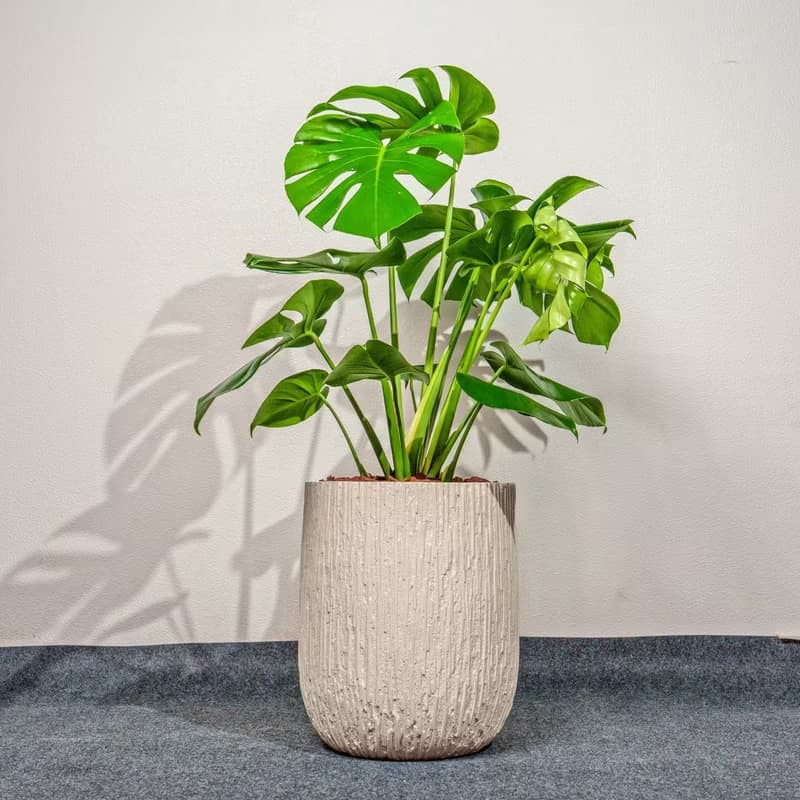 龜背芋 奶白色樹紋落地大盆栽 開幕花盆 觀葉植物 居家裝飾