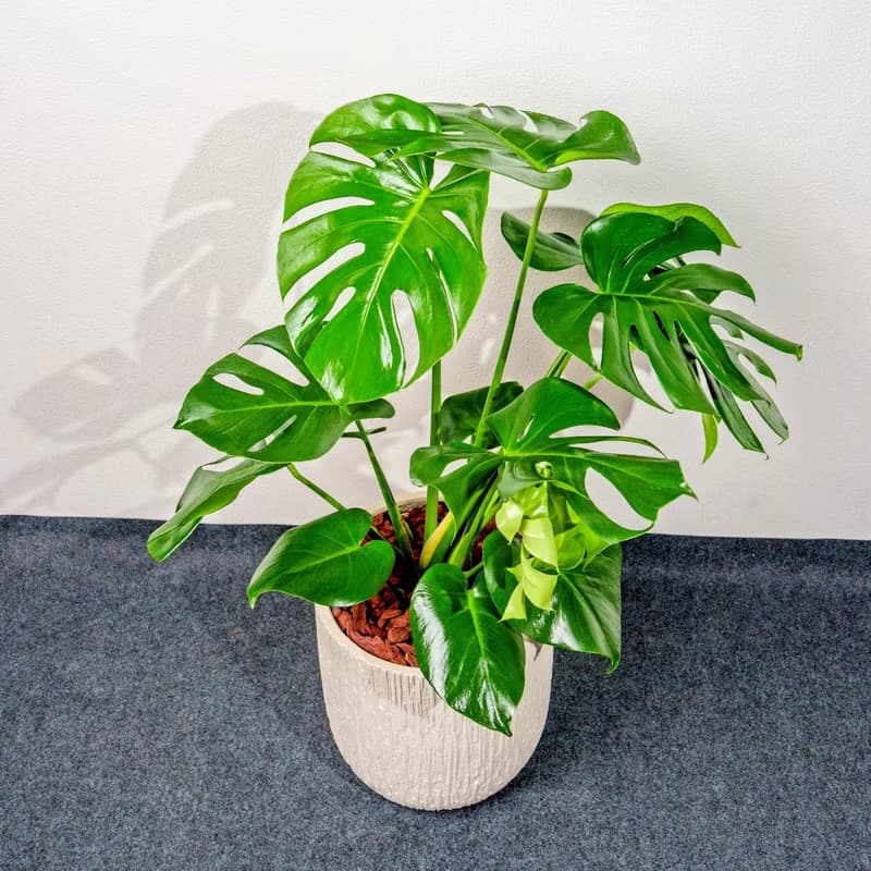 龜背芋 奶白色樹紋落地大盆栽 開幕花盆 觀葉植物 居家裝飾