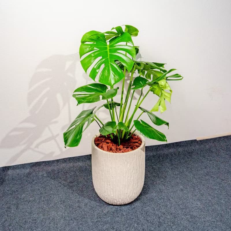 龜背芋 奶白色樹紋落地大盆栽 開幕花盆 觀葉植物 居家裝飾