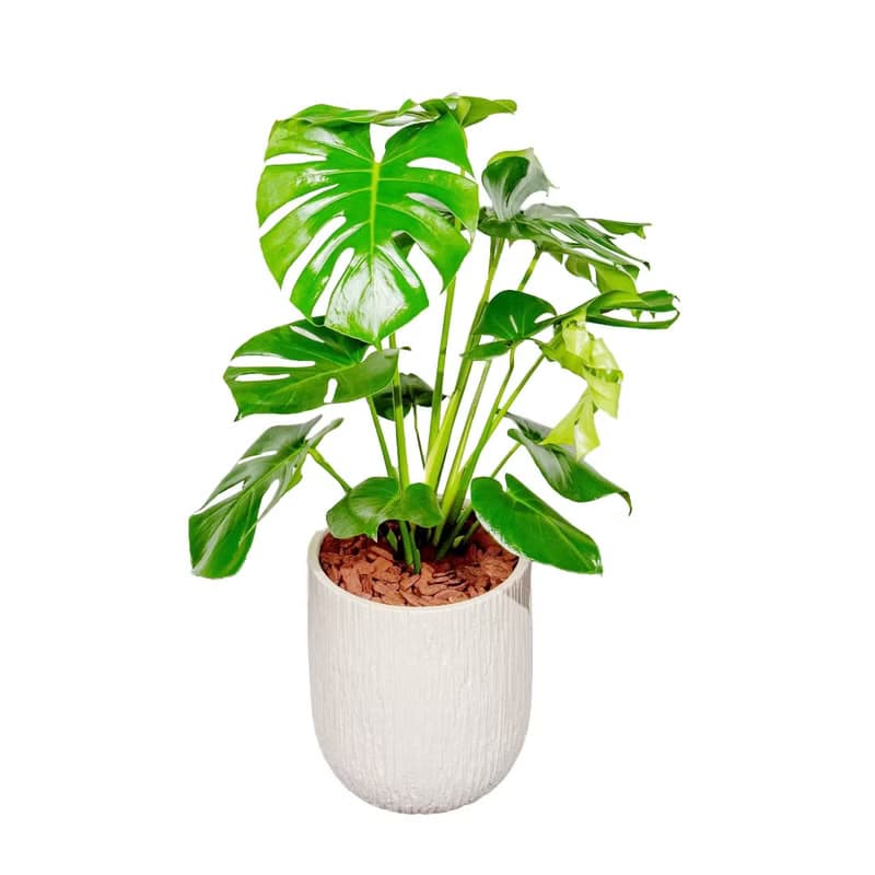 龜背芋 奶白色樹紋落地大盆栽 開幕花盆 觀葉植物 居家裝飾