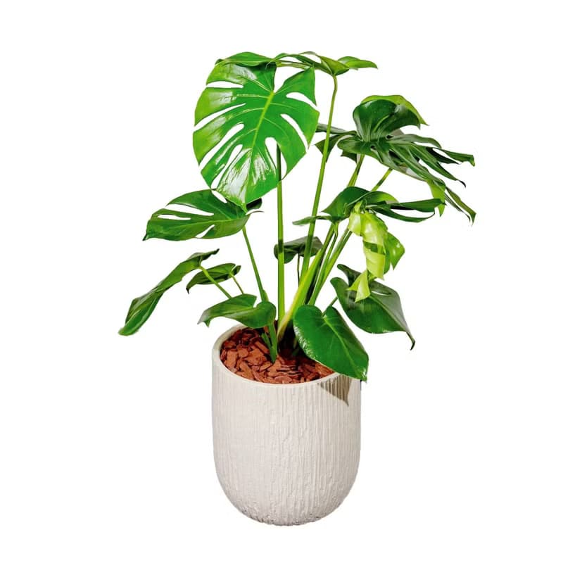 龜背芋 奶白色樹紋落地大盆栽 開幕花盆 觀葉植物 居家裝飾