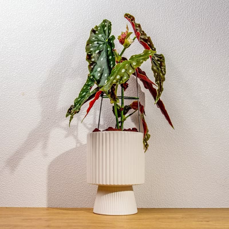 鱒魚秋海棠白色高腳陶盆 桌上盆栽 室內植物 禮物