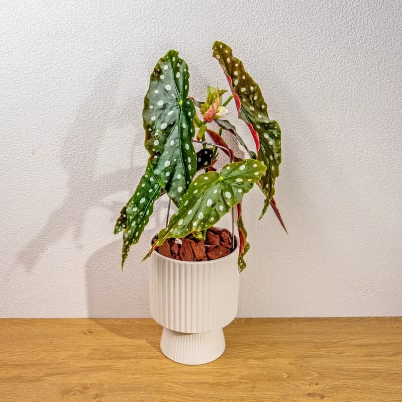 鱒魚秋海棠白色高腳陶盆 桌上盆栽 室內植物 禮物