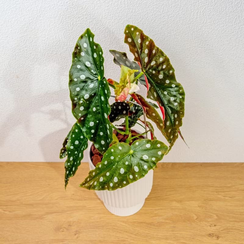 鱒魚秋海棠白色高腳陶盆 桌上盆栽 室內植物 禮物