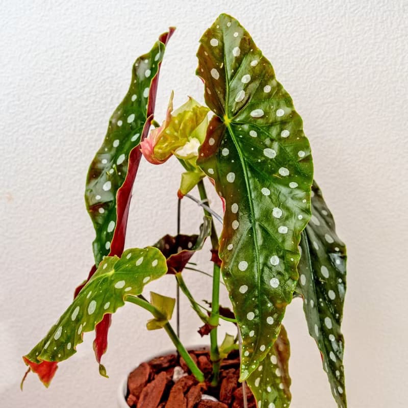 鱒魚秋海棠白色高腳陶盆 桌上盆栽 室內植物 禮物