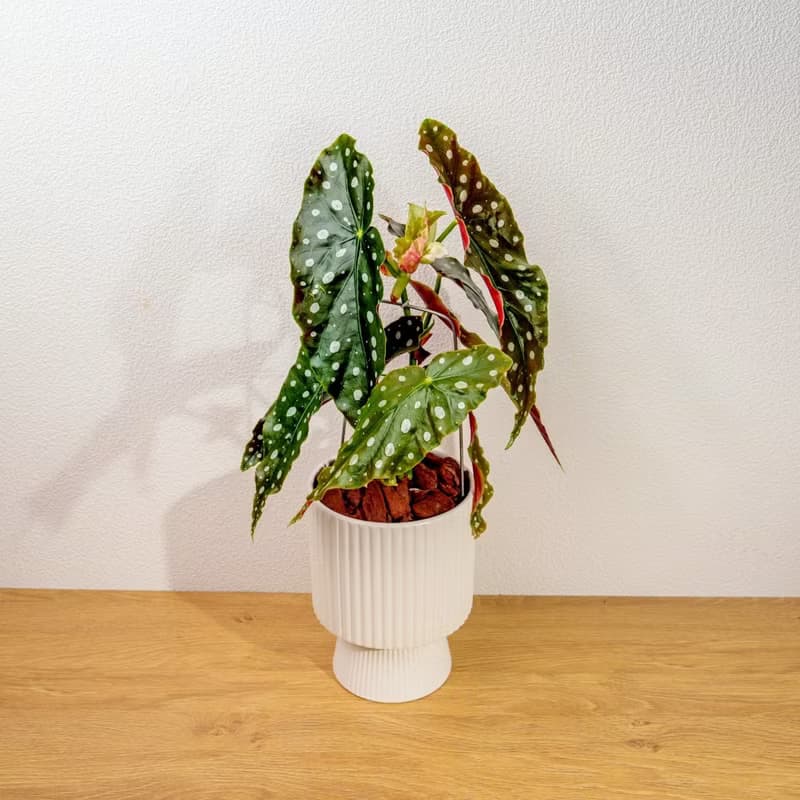 鱒魚秋海棠白色高腳陶盆 桌上盆栽 室內植物 禮物