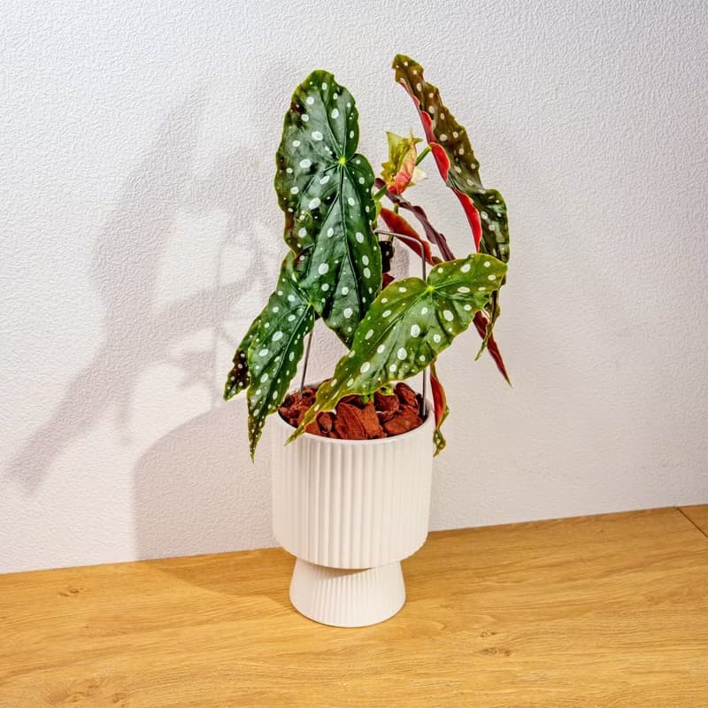 鱒魚秋海棠白色高腳陶盆 桌上盆栽 室內植物 禮物