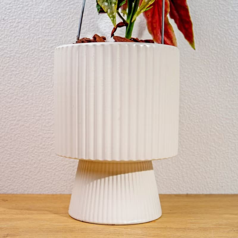 鱒魚秋海棠白色高腳陶盆 桌上盆栽 室內植物 禮物