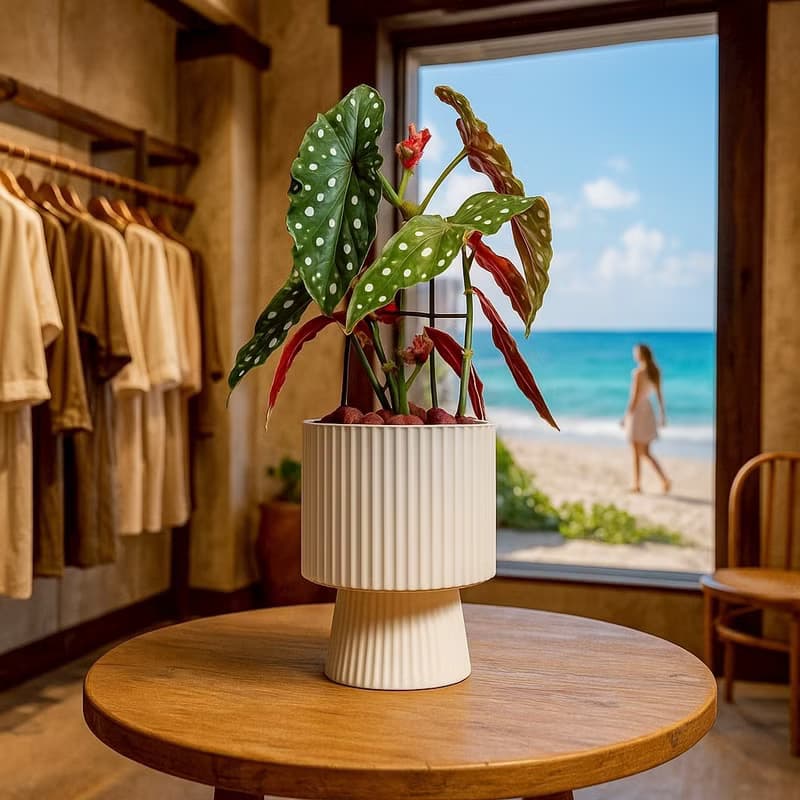 鱒魚秋海棠白色高腳陶盆 桌上盆栽 室內植物 禮物