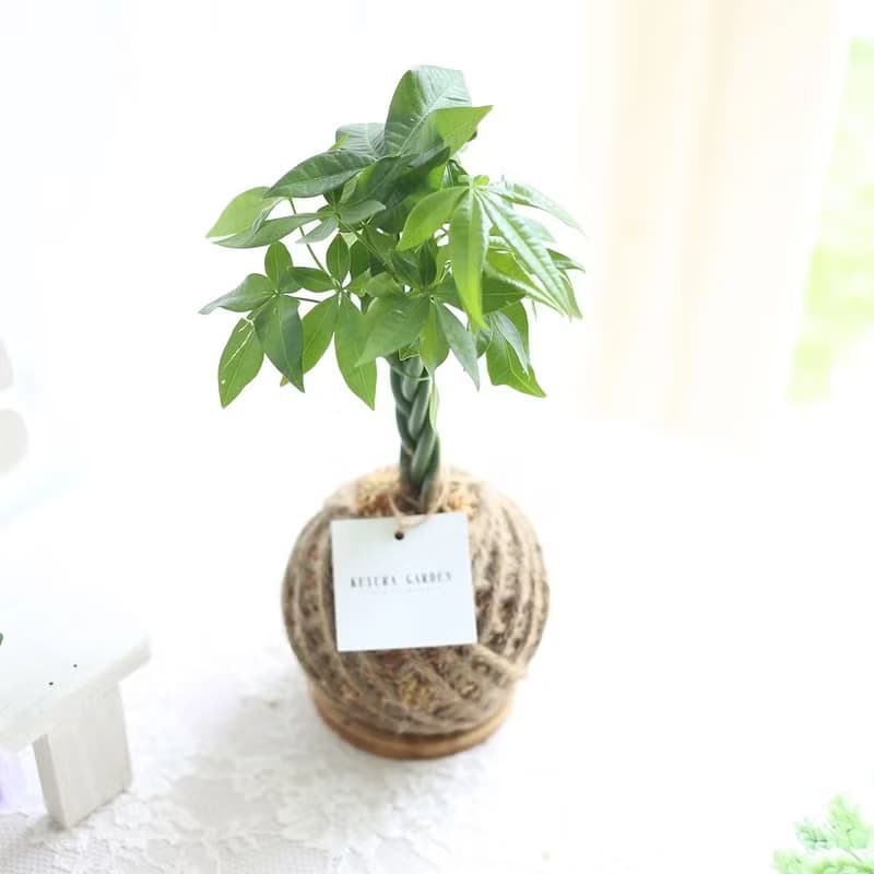 PD22馬拉巴栗小苔球 / 室內植物 發財樹