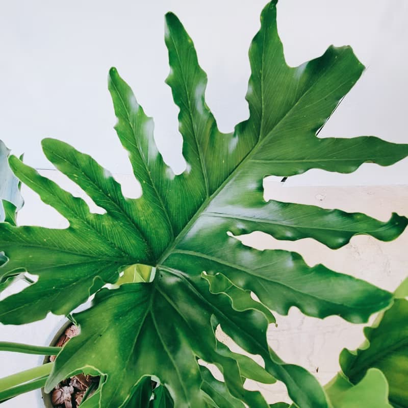 大天使蔓綠榕 室內觀賞植物綠化盆栽植栽