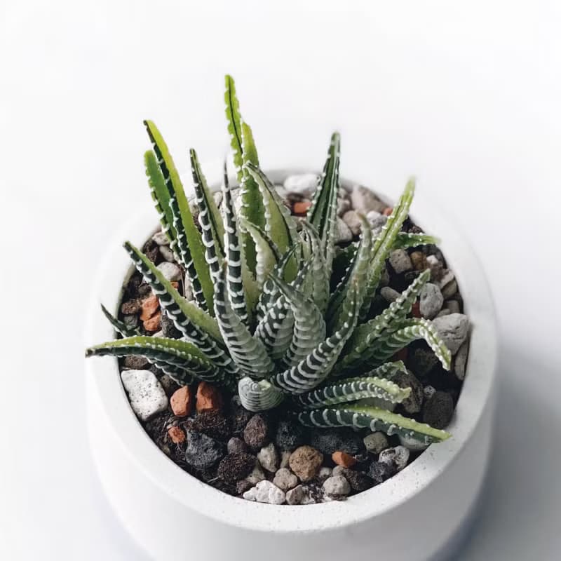 (現貨) 莫蘭迪紫系列 | 十二之光 圓形雙色水泥多肉植栽