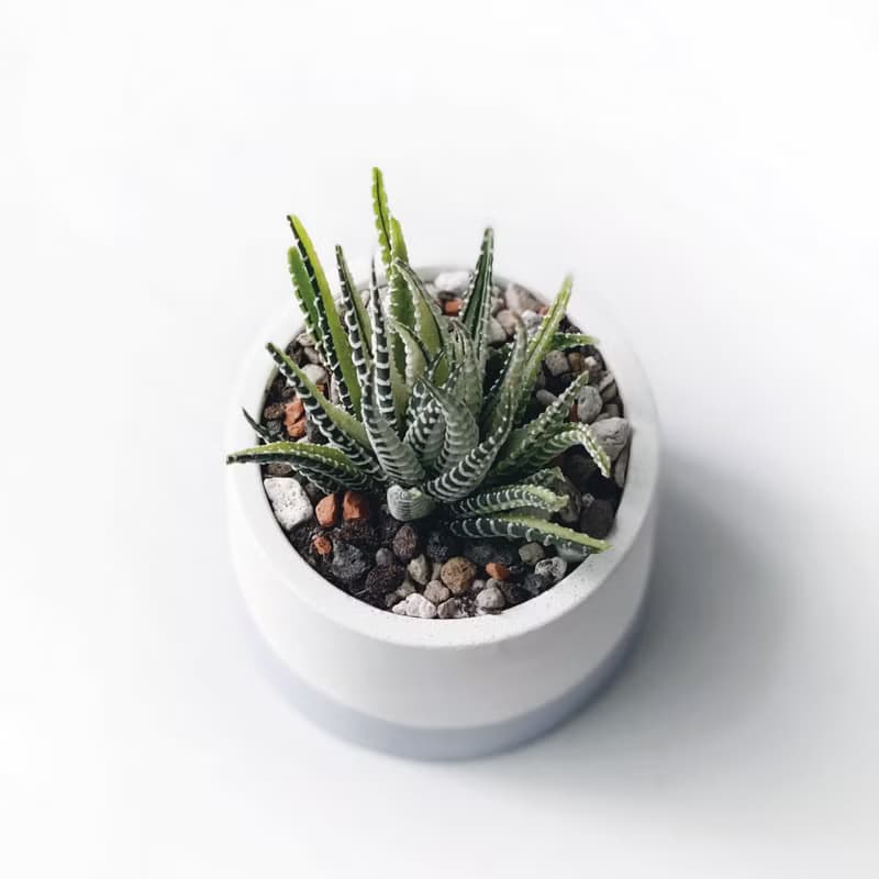 (現貨) 莫蘭迪紫系列 | 十二之光 圓形雙色水泥多肉植栽