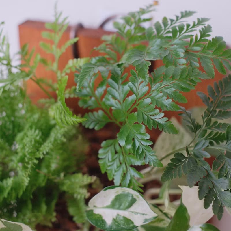 上板植物/兔腳蕨/蕾絲蕨/白泉黃金葛/