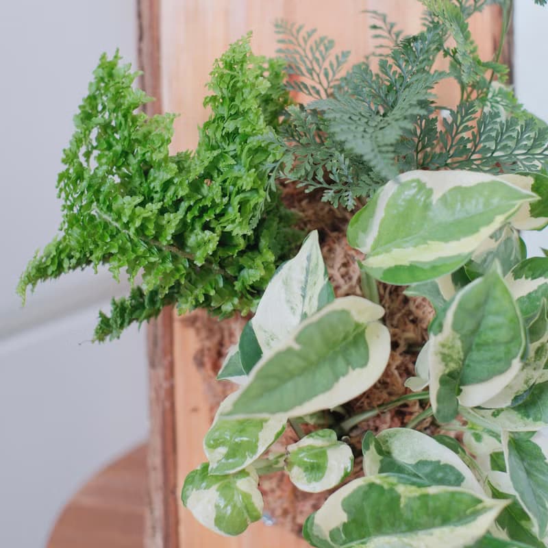 上板植物/兔腳蕨/蕾絲蕨/白泉黃金葛/