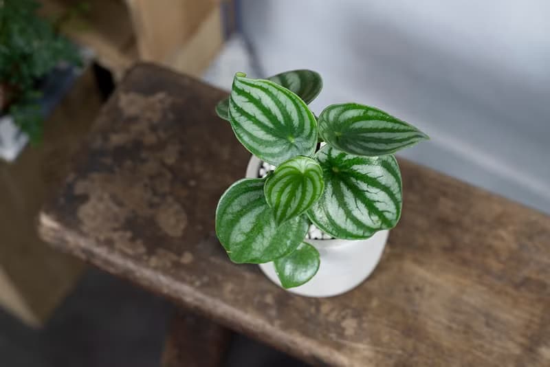 【室內盆栽】西瓜皮椒草盆栽 小型盆栽 室內觀賞植物 綠化盆栽植