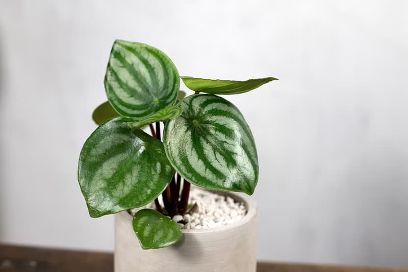 【室內盆栽】西瓜皮椒草盆栽 小型盆栽 室內觀賞植物 綠化盆栽植