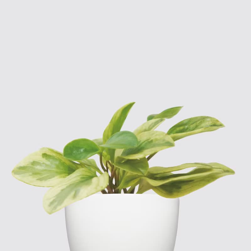 │ 犀力系列 │ 乳斑椒草 - 空氣淨化 招財 水耕植物 懶人盆栽