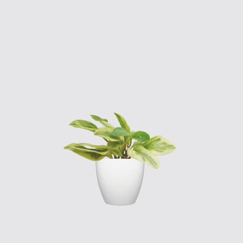 │ 犀力系列 │ 乳斑椒草 - 空氣淨化 招財 水耕植物 懶人盆栽