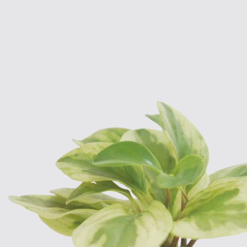 │ 犀力系列 │ 乳斑椒草 - 空氣淨化 招財 水耕植物 懶人盆栽