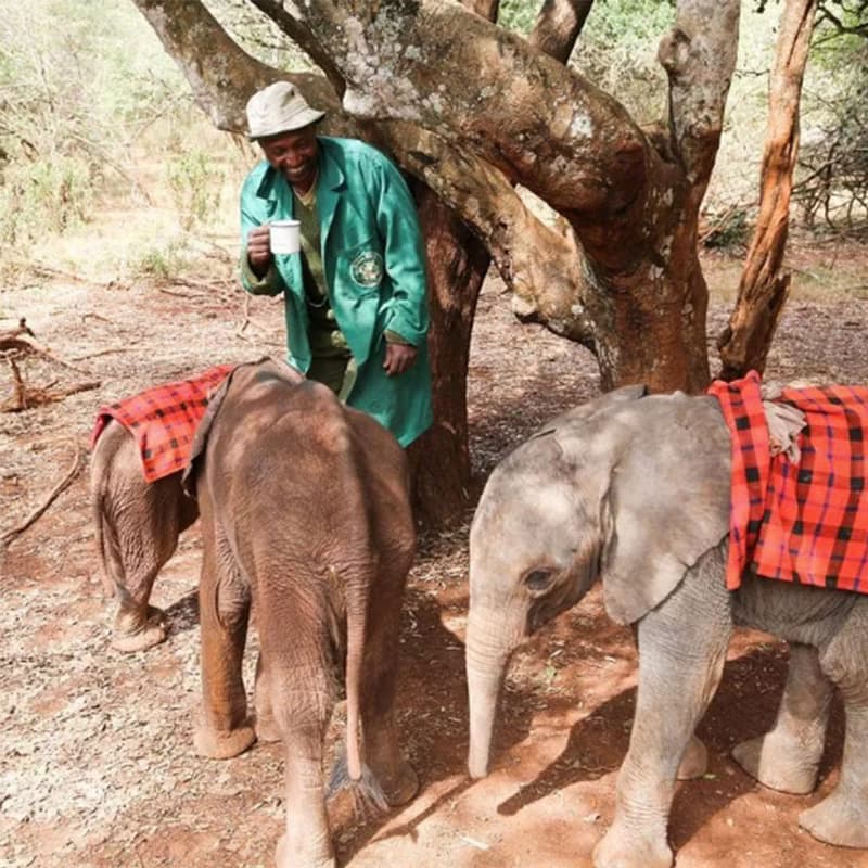 【大象罐茶包系列】豐收之茶_伯爵紅茶100g(效期2025/12/31)