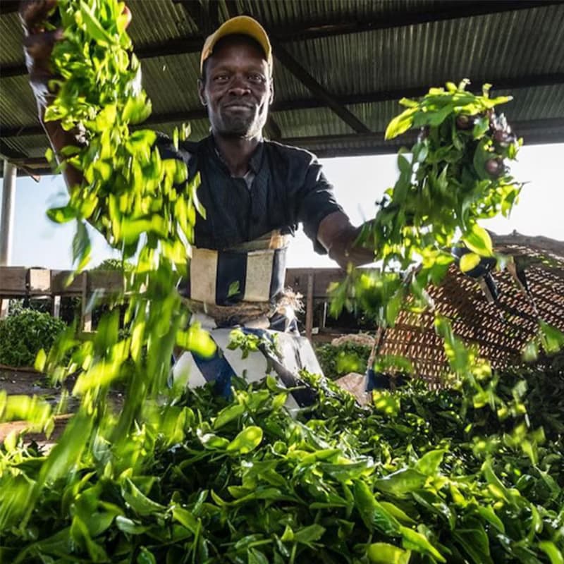 【大象罐茶包系列】豐收之茶_伯爵紅茶100g(效期2025/12/31)