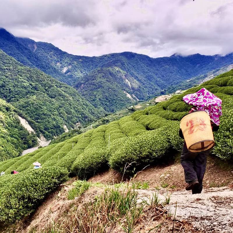 甘露－台灣梨山高山春茶1斤(精美提袋環保提袋)