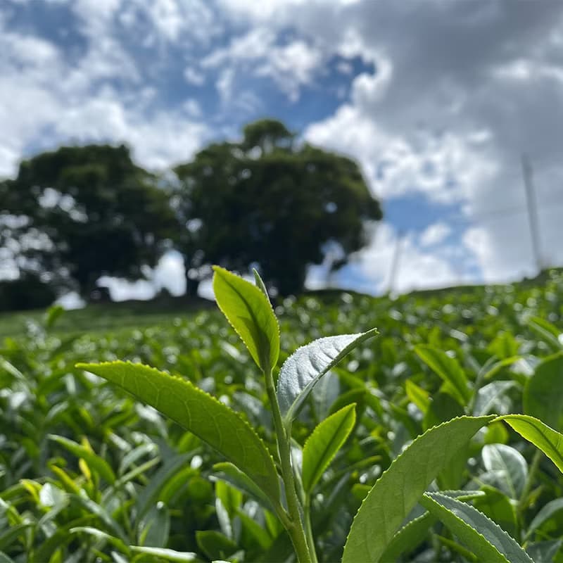 甘露－台灣梨山高山春茶1斤(精美提袋環保提袋)