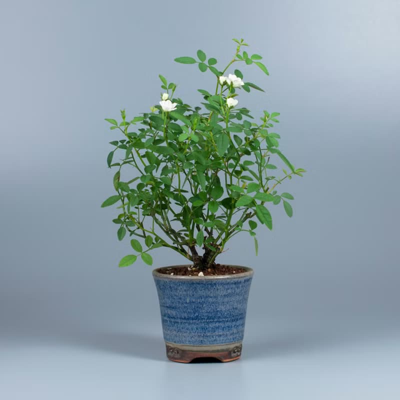【日本植物】療癒植物 辦公室植栽 日本姫薔薇 迷你玫瑰