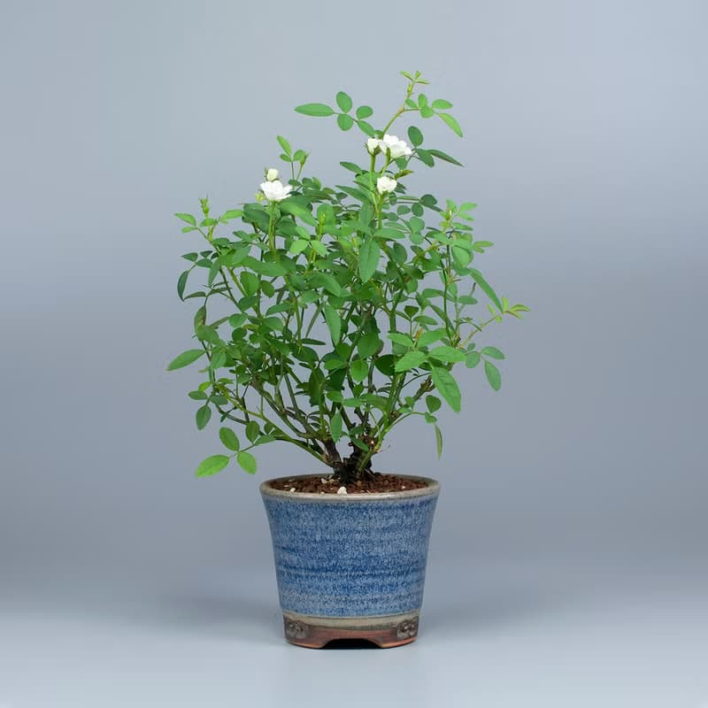 【日本植物】療癒植物 辦公室植栽 日本姫薔薇 迷你玫瑰