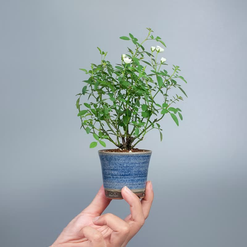 【日本植物】療癒植物 辦公室植栽 日本姫薔薇 迷你玫瑰