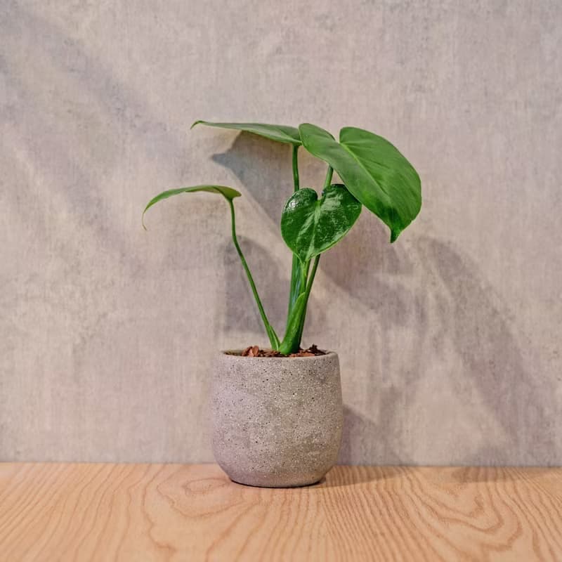 龜背芋 桌上型水泥盆栽 觀葉植物 禮物 盆栽 交換禮物 植物