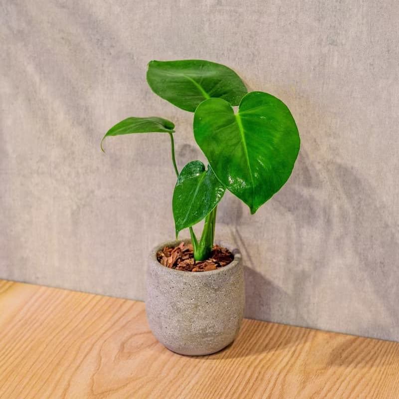 龜背芋 桌上型水泥盆栽 觀葉植物 禮物 盆栽 交換禮物 植物
